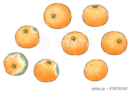 晩生ミカンと腐ったミカン・線1色 晩生ミカンと腐ったミカン・線1色 97629282