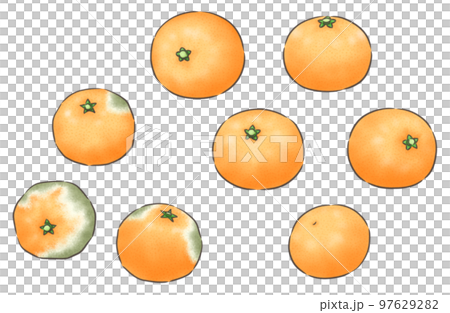 晩生ミカンと腐ったミカン・線1色 晩生ミカンと腐ったミカン・線1色 97629282