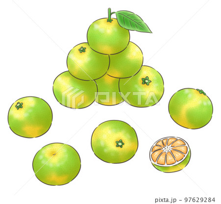 極早生～早生ミカンの山といろいろ・線1色 97629284