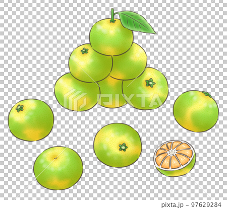 極早生～早生ミカンの山といろいろ・線1色 97629284