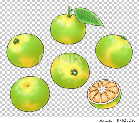 極早生～早生ミカンのいろいろ・線1色 97629286