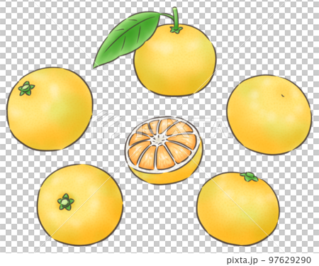 Early to mid-season mandarin oranges/line 1 color Early to mid-season mandarin oranges/line 1 color 97629290