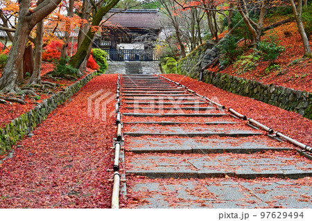 晩秋の京都市山科区 毘沙門堂の勅使門参道 97629494