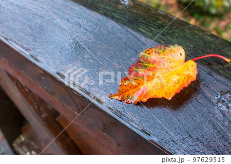 カジュアル 無造作 無頓着 97629515