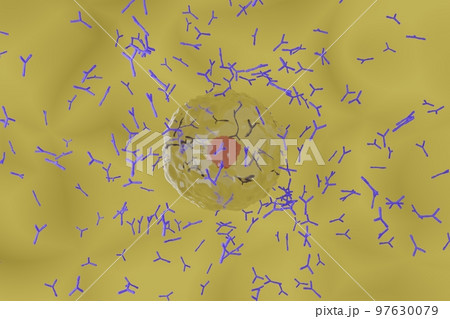 抗体を産生する形質細胞のイメージ 97630079