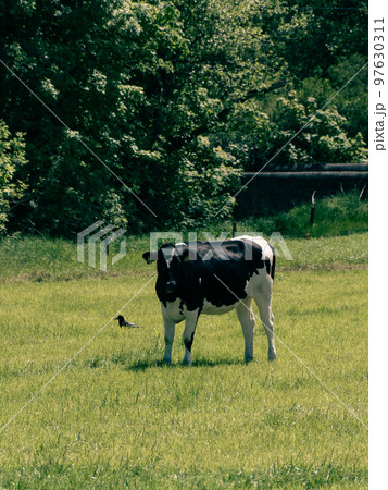 A black and white heifer stands on a green meadow on a sunny spring day. Black and white cow on green grass field 97630311