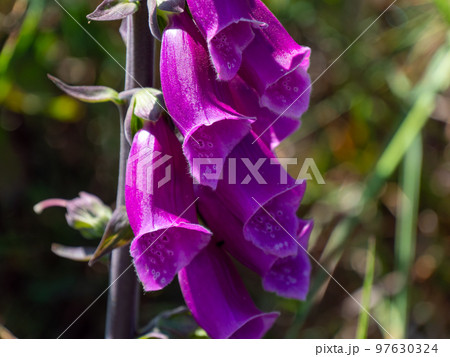 Inflorescence of purple foxglove flowers close-up. Beautiful purple flowers. Digitalis is a genus of herbaceous perennial plants, shrubs, and biennials, commonly called foxgloves. 97630324