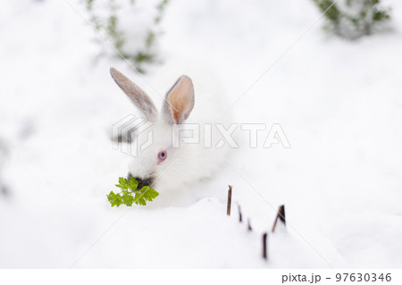 White rabbit sitting on snow outside and eating green fresh leaves.  97630346