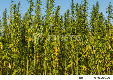 Field of green cannabis (marijuana) plants 97630539