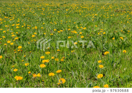 Green meadow covered with yellow dandelions at spring Green meadow covered with yellow dandelions at spring 97630688