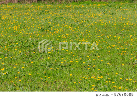 Green meadow covered with yellow dandelions at spring Green meadow covered with yellow dandelions at spring 97630689