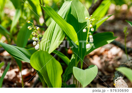Lily of the valley (Convallaria majalis) white flowers in forest at spring Lily of the valley (Convallaria majalis) white flowers in forest at spring 97630690