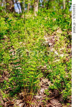 Green fern in a forest Green fern in a forest 97630691