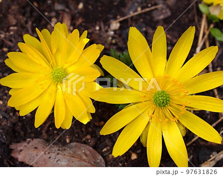 福寿草の花のアップ 福寿草の花のアップ 97631826