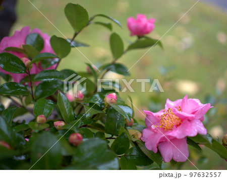 12月に咲いたサザンカの花「美濃牡丹」 12月に咲いたサザンカの花「美濃牡丹」 97632557