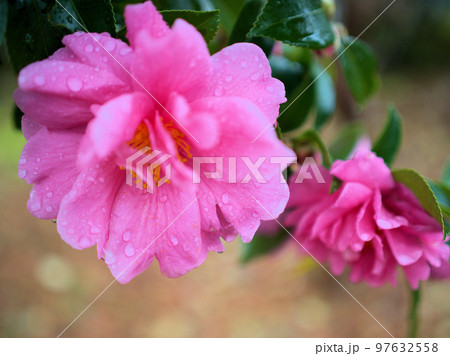 12月に咲いたサザンカの花「ウィンターズ・ジョイ(冬の歓び)」 12月に咲いたサザンカの花「ウィンターズ・ジョイ(冬の歓び)」 97632558