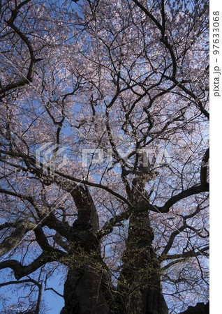 樹齢千年の醍醐桜の生命力 97633068