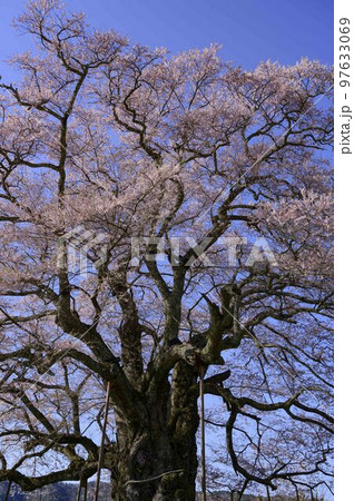 樹齢千年の醍醐桜の生命力 97633069