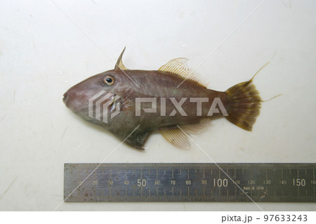 希少なカワハギの仲間「ヨソギ」の体型撮影（ステンレス定規付） 97633243