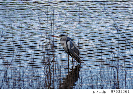 サギ科アオサギ 97633361
