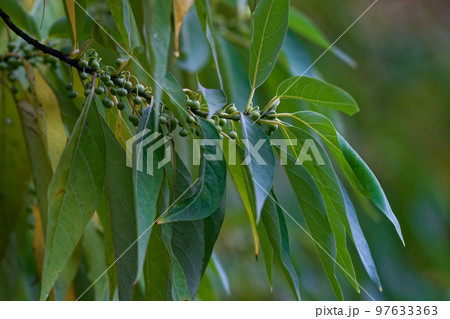 クスノキ科アオモジの花芽 97633363