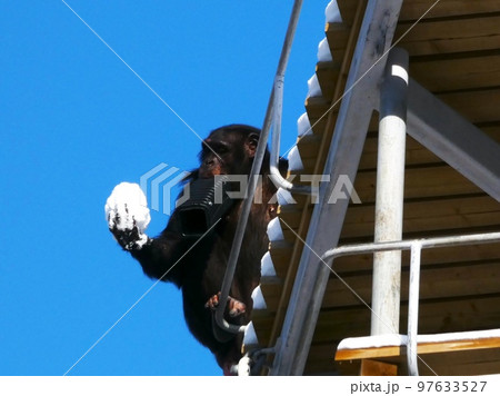 可愛いチンパンジー 97633527