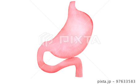 ヒトの胃と十二指腸の水彩風イラスト 97633583