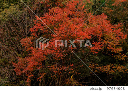 イロハモミジ紅葉 イロハモミジ紅葉 97634008