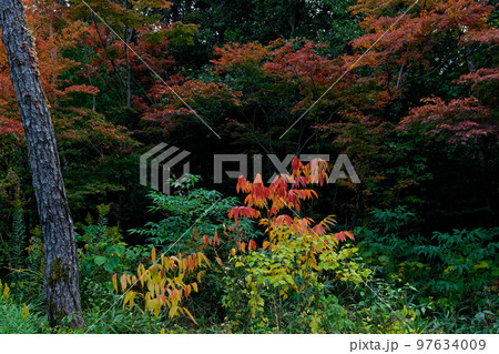 ヤマウルシの鮮やかな紅葉 ヤマウルシの鮮やかな紅葉 97634009