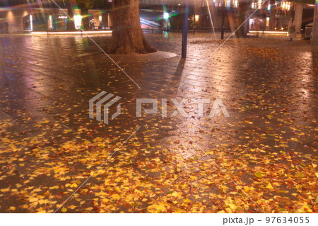雨の日のイチョウの落ち葉絨毯の道 97634055