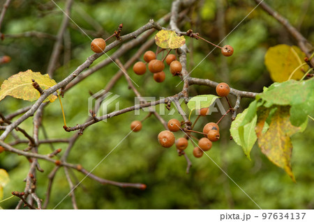 絶滅危惧種バラ科マメナシの小さな果実 絶滅危惧種バラ科マメナシの小さな果実 97634137