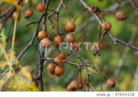 絶滅危惧種バラ科マメナシの小さな果実 絶滅危惧種バラ科マメナシの小さな果実 97634138