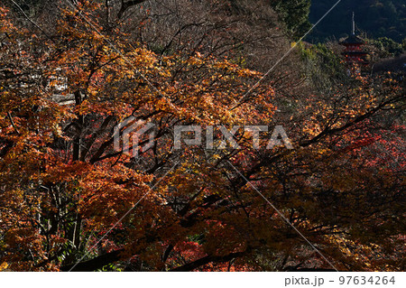 清水寺の紅葉 97634264
