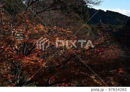 清水寺の紅葉 97634265