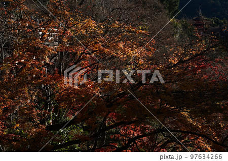 清水寺の紅葉 97634266