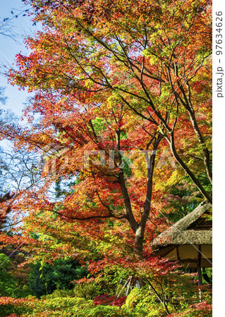 東京都　六義園（りくぎえん）　つつじ茶屋の紅葉　特別名勝 97634626