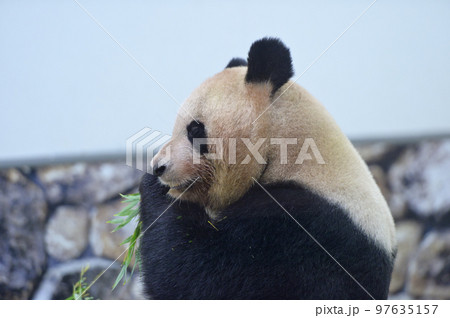 おいしそうに竹を食べる良浜 おいしそうに竹を食べる良浜 97635157