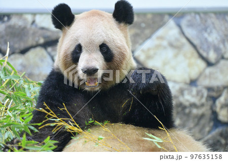 おいしそうに竹を食べる良浜 97635158