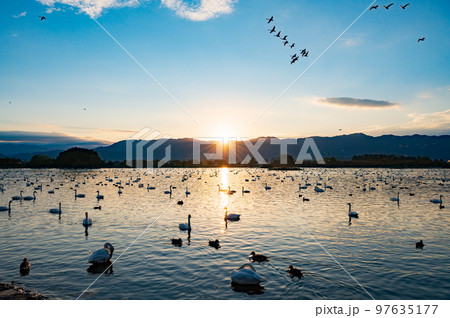 新潟　早朝の瓢湖 97635177