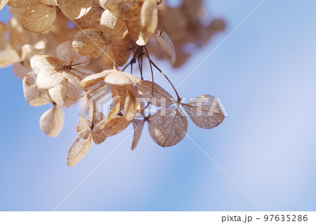 アジサイ（紫陽花,あじさい）の枯れ葉が青空に映えて美しい 97635286