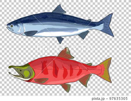 Sockeye salmon - Stock Illustration [97635305] - PIXTA