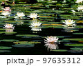 蛇の池に咲く水連 97635312