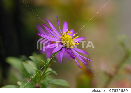 野菊(ノギク,コンギク,イナカギク,ヨメナ,ノギク)の紫の花弁が美しい 野菊(ノギク,コンギク,イナカギク,ヨメナ,ノギク)の紫の花弁が美しい 97635680