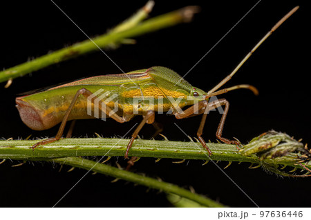 Adult Leaf-footed Bug Adult Leaf-footed Bug 97636446