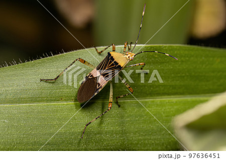 Adult Leaf-footed Bug Adult Leaf-footed Bug 97636451