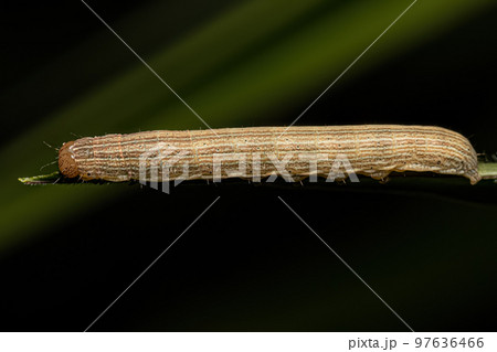 Small moth caterpillar 97636466
