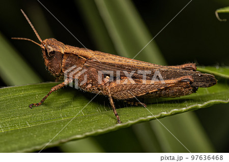 Adult Stridulating Slant-faced Grasshopper Adult Stridulating Slant-faced Grasshopper 97636468
