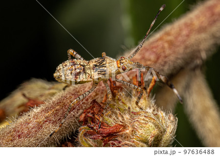 Leaf footed Bug Nymph 97636488