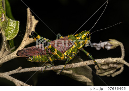 Adult Soldier Grasshopper 97636496