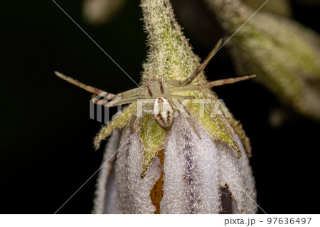 Small Female Crab Spider Small Female Crab Spider 97636497